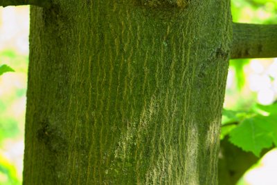 Carpinus betulus 'Quercifolia' - habr obecný - kůra